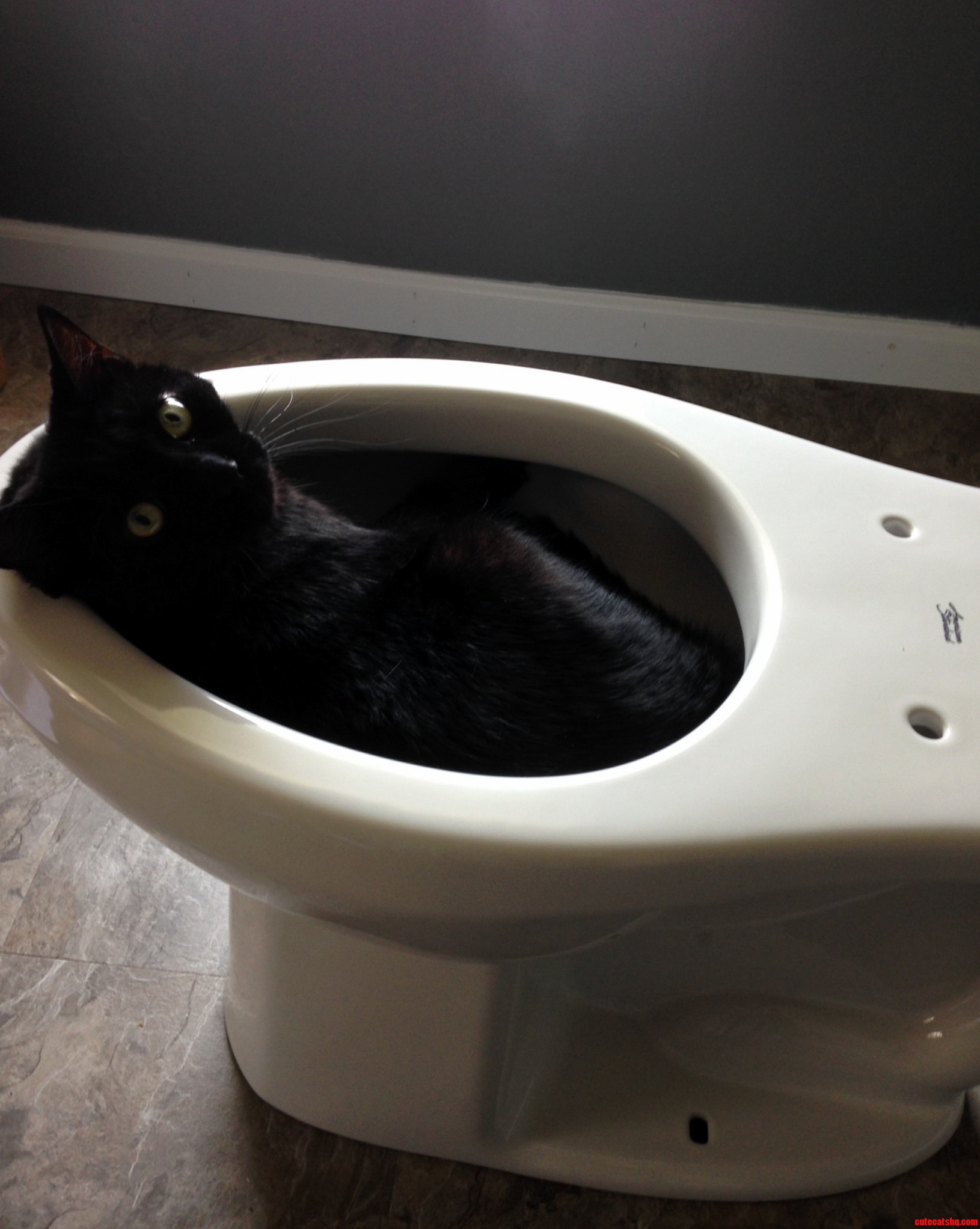 Look Everyone My Dad Bought Me a New Toilet