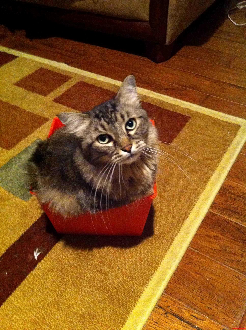 Look I Can Fit in the Same Box As When I Was in High School