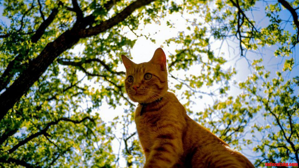 Louie K.c. Surveys His Kingdom.