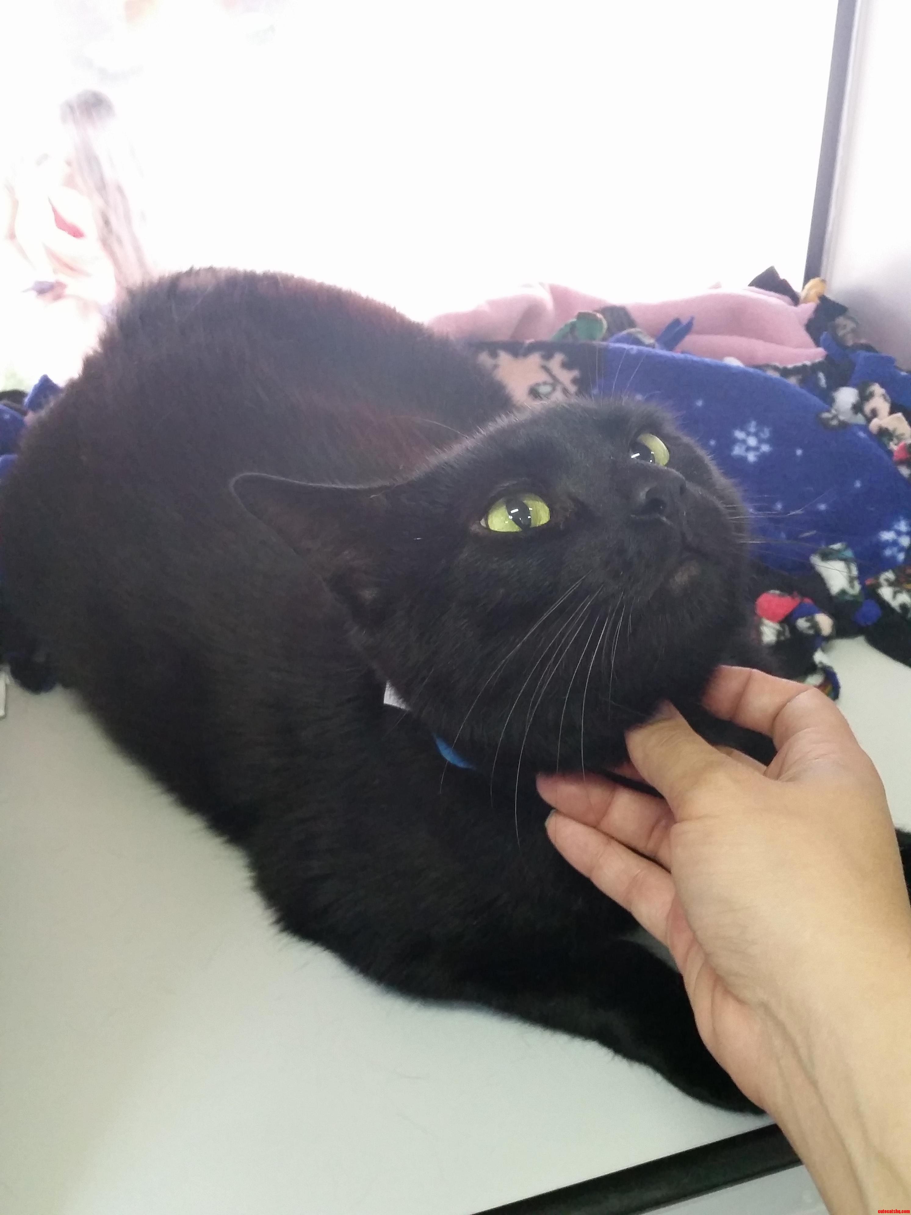 Love at First Sight - Met Him on the Adoption Bus and Took Him Home