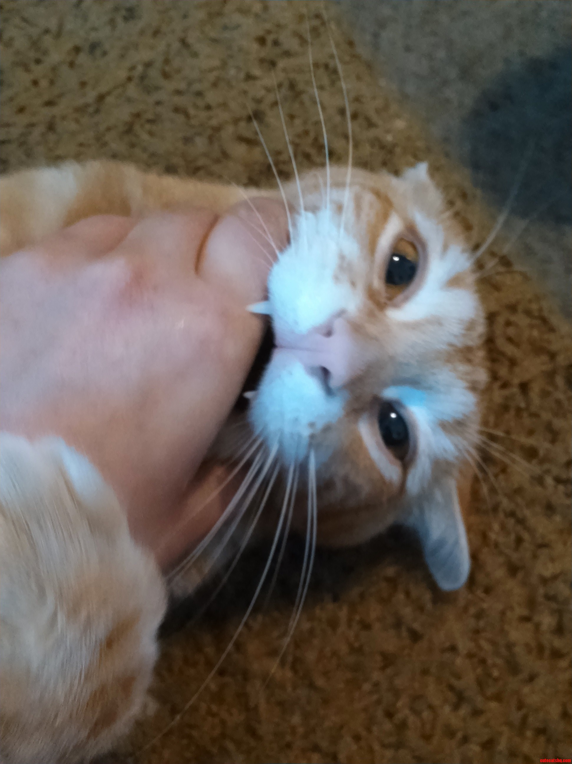 Love Bites from Jack