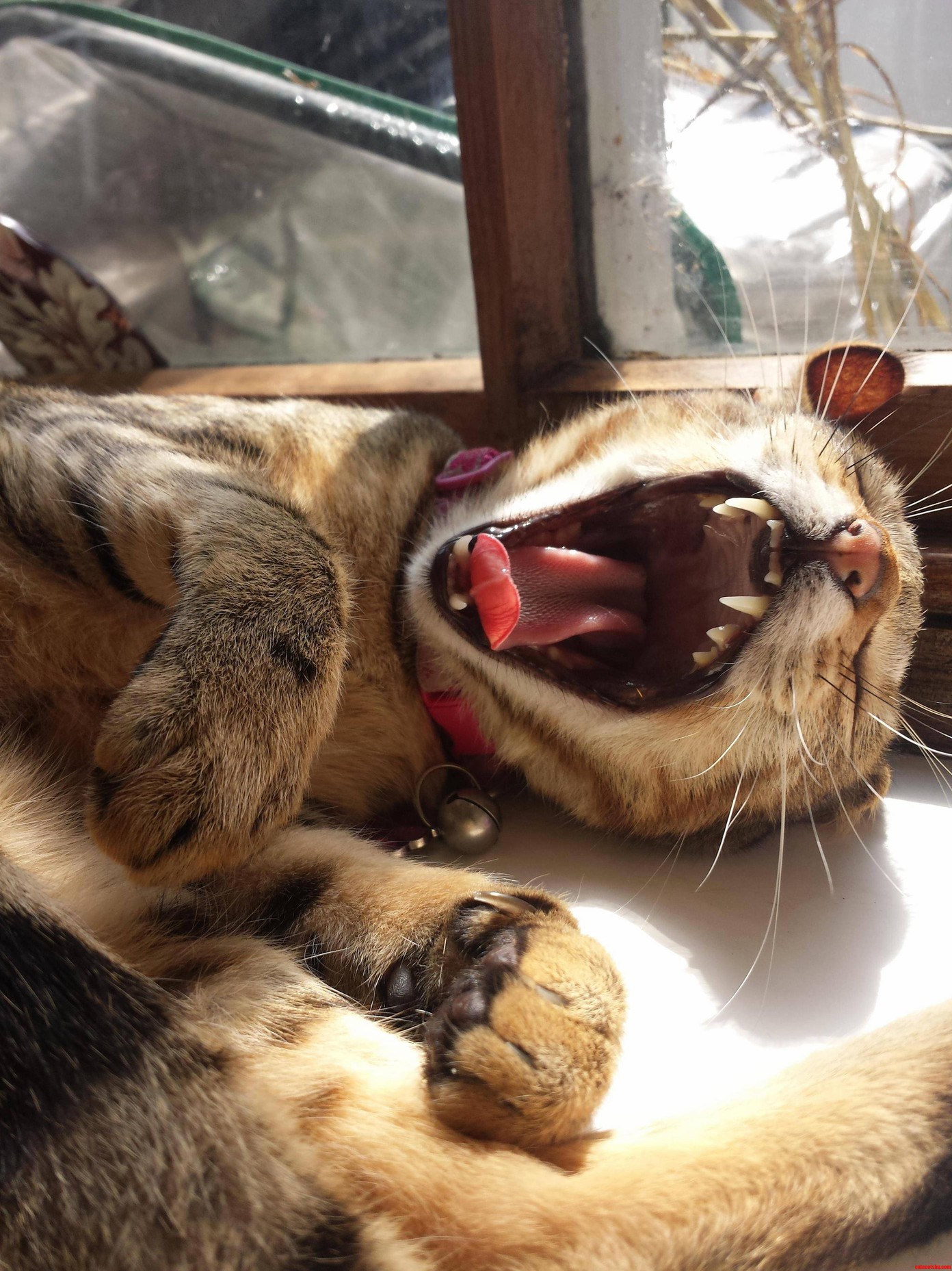 Lucky Shot of Leeloo Yawning