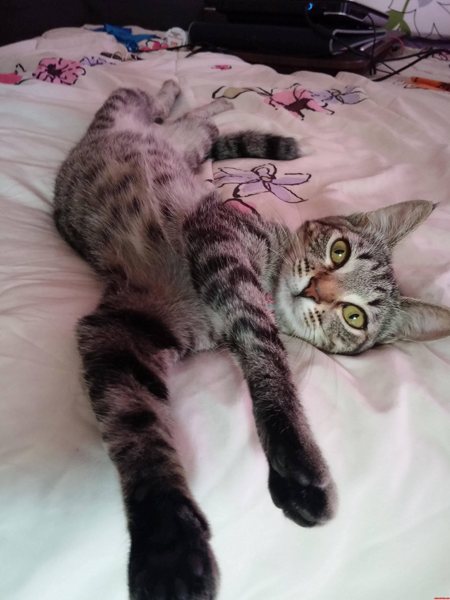 Luna Likes to Stretch