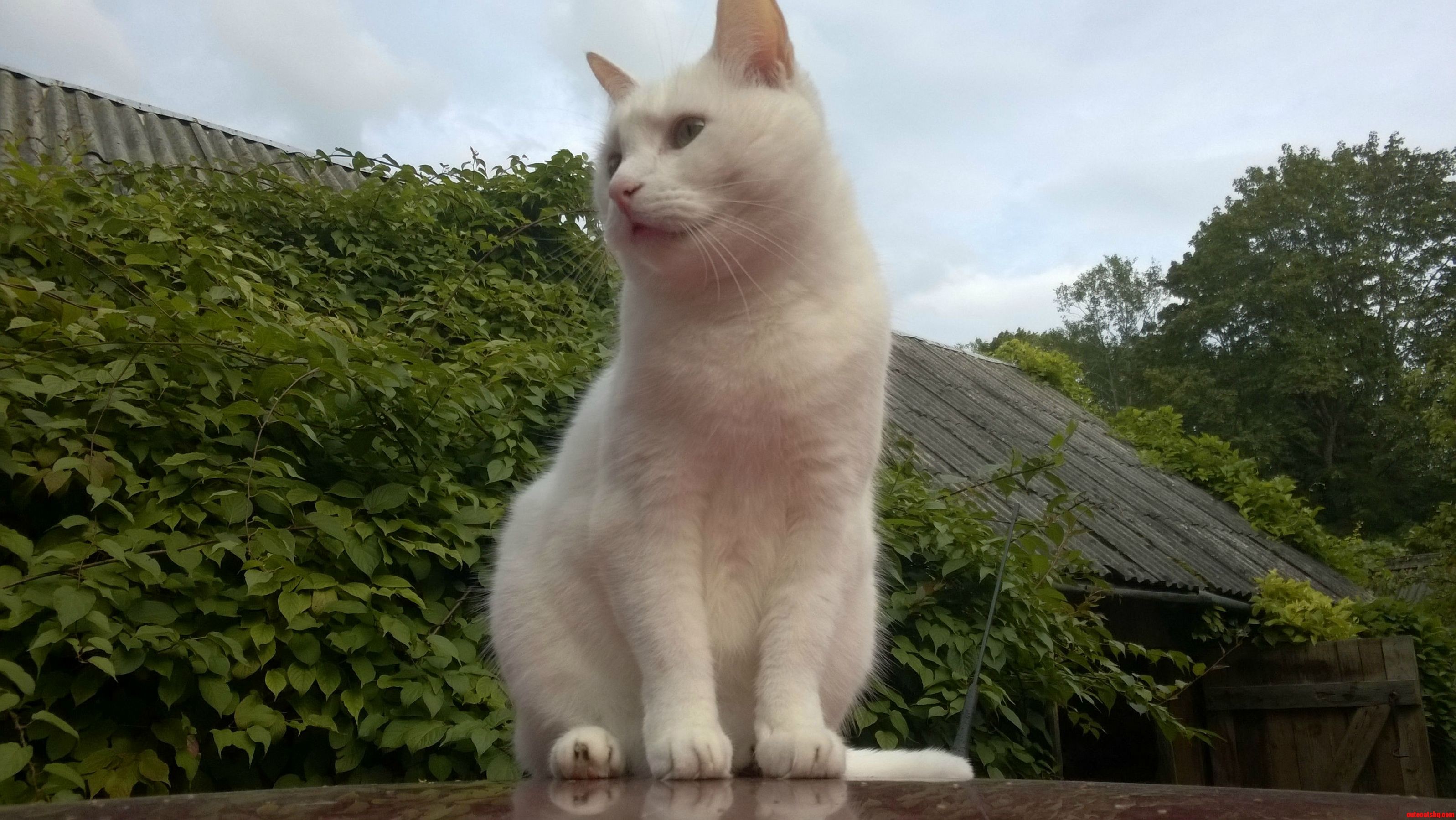 Majestic As Only a Cat Can Be