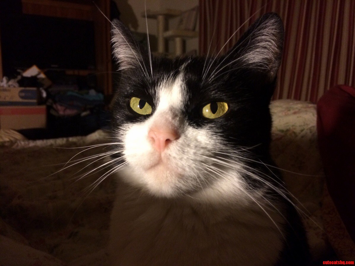 Majestic Duchess...