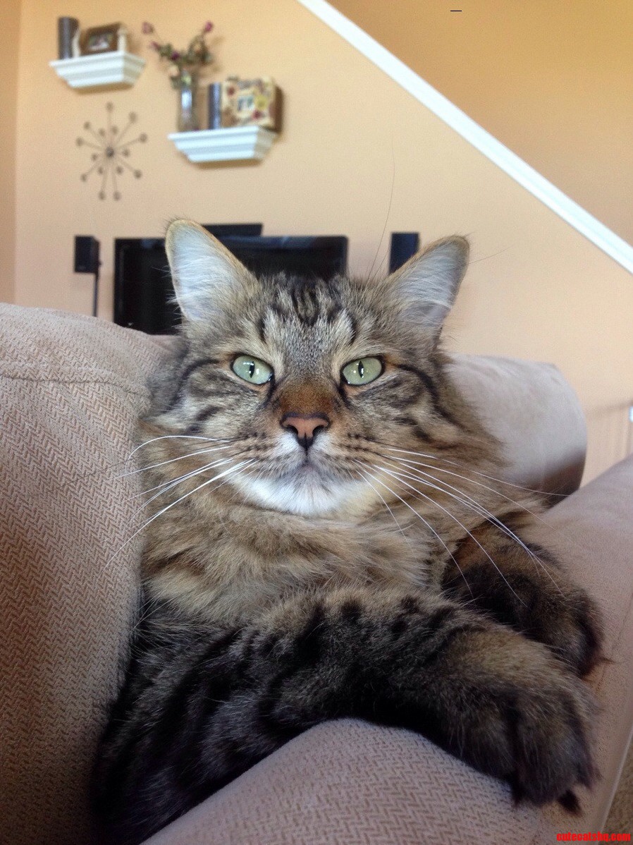 Majestic