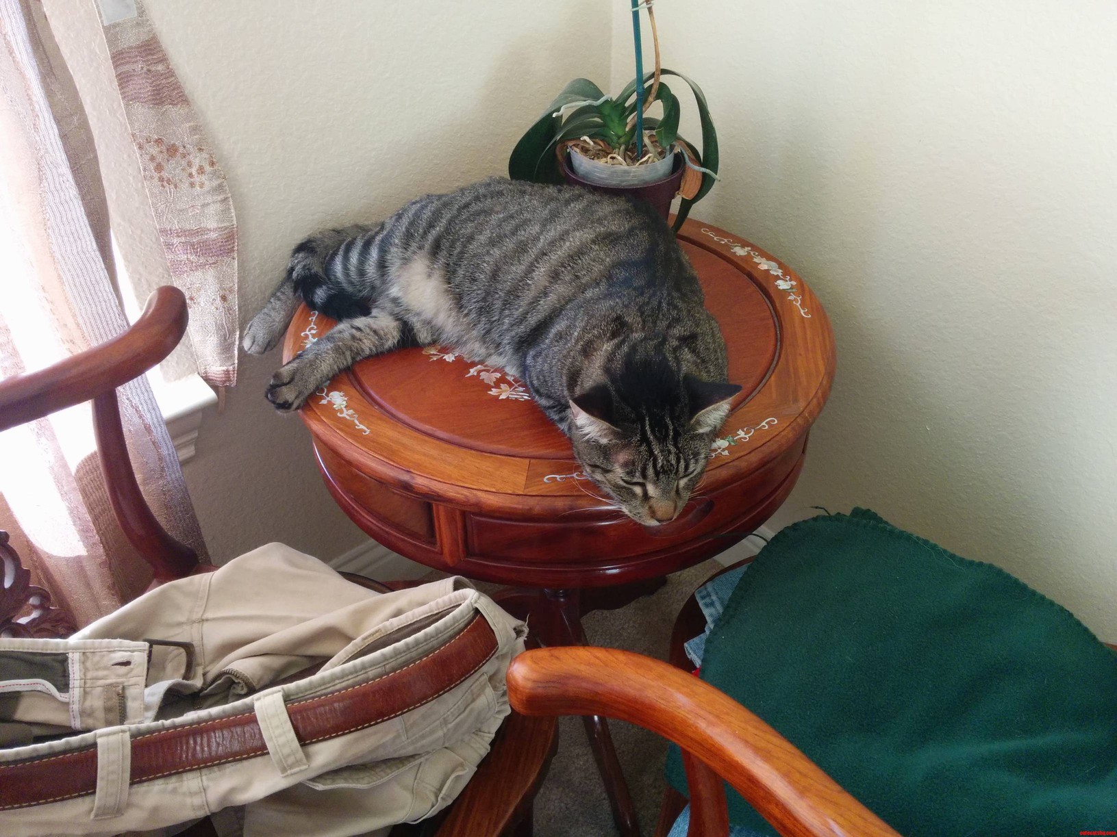 Mak Way 4 Kat Stoopid Orkid Plent