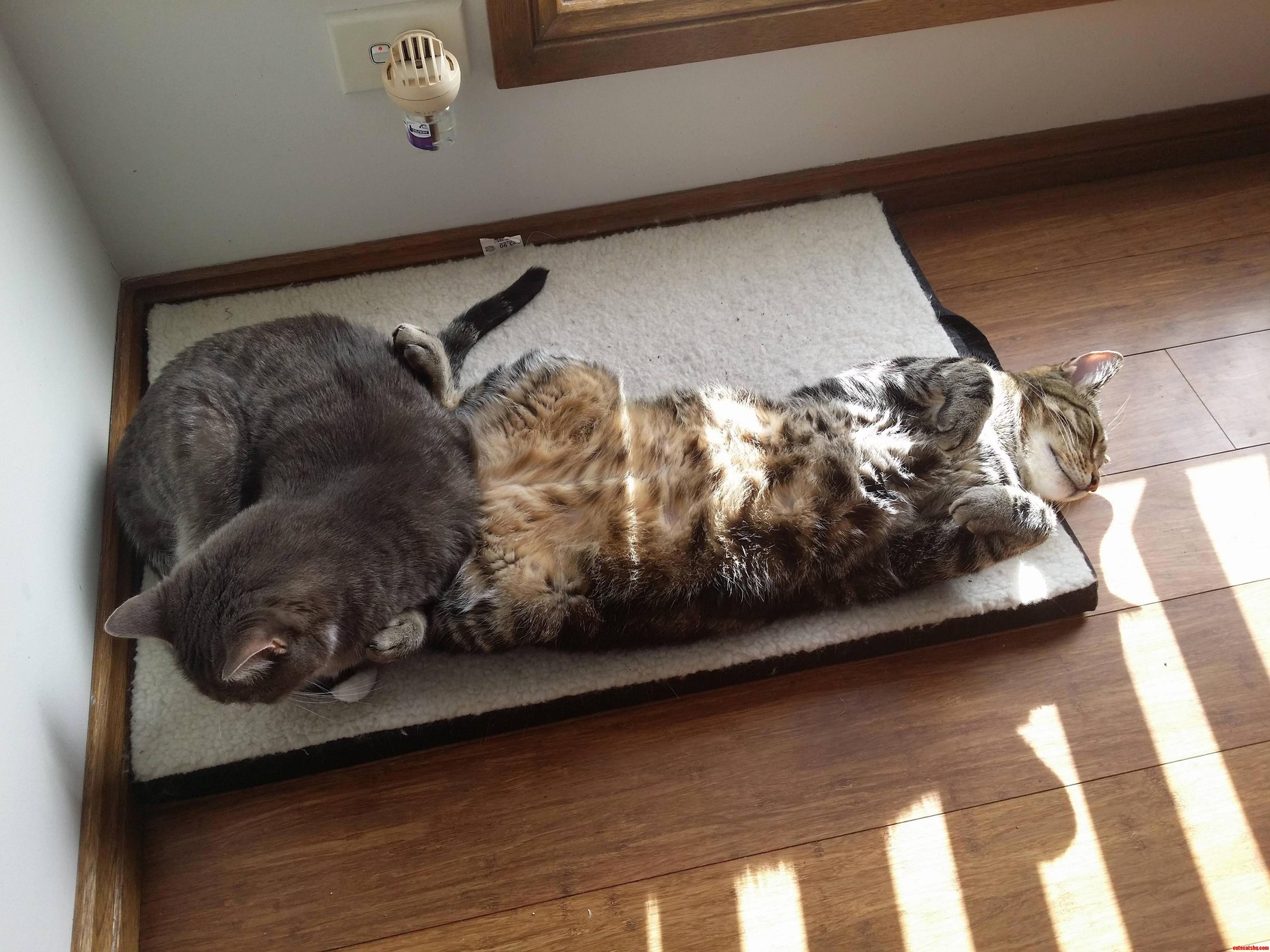 Mal and Inara on a Lazy Sunday Morning.