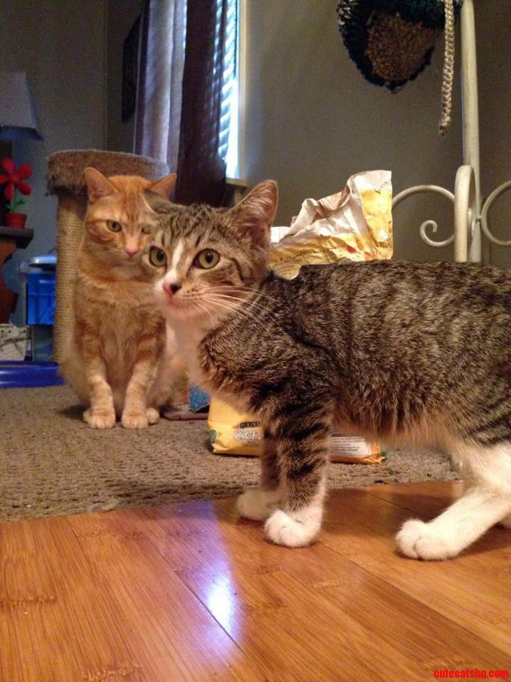Mango Is Not Feelin the Stray Kitten Im Trying to Home.
