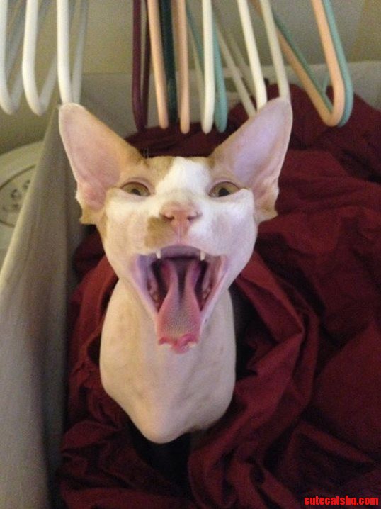 Mars Yawning. My Son Took This Awesome Picture of Our Sphynx Mars in Mid-yawn.