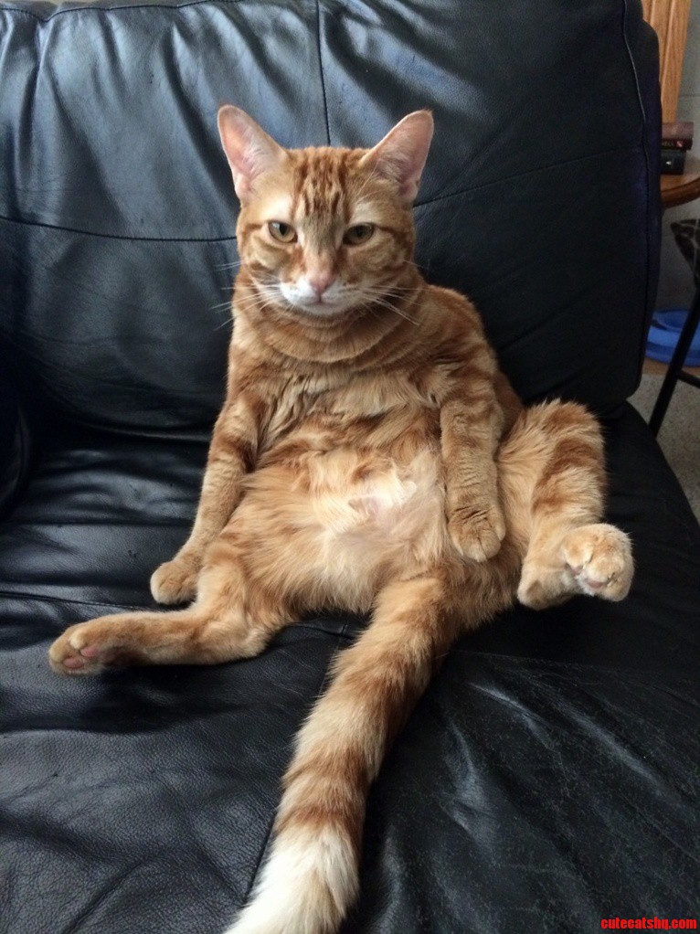 May I Present My Girl Meowgi Showing Off Her Mega Attitude Pose.