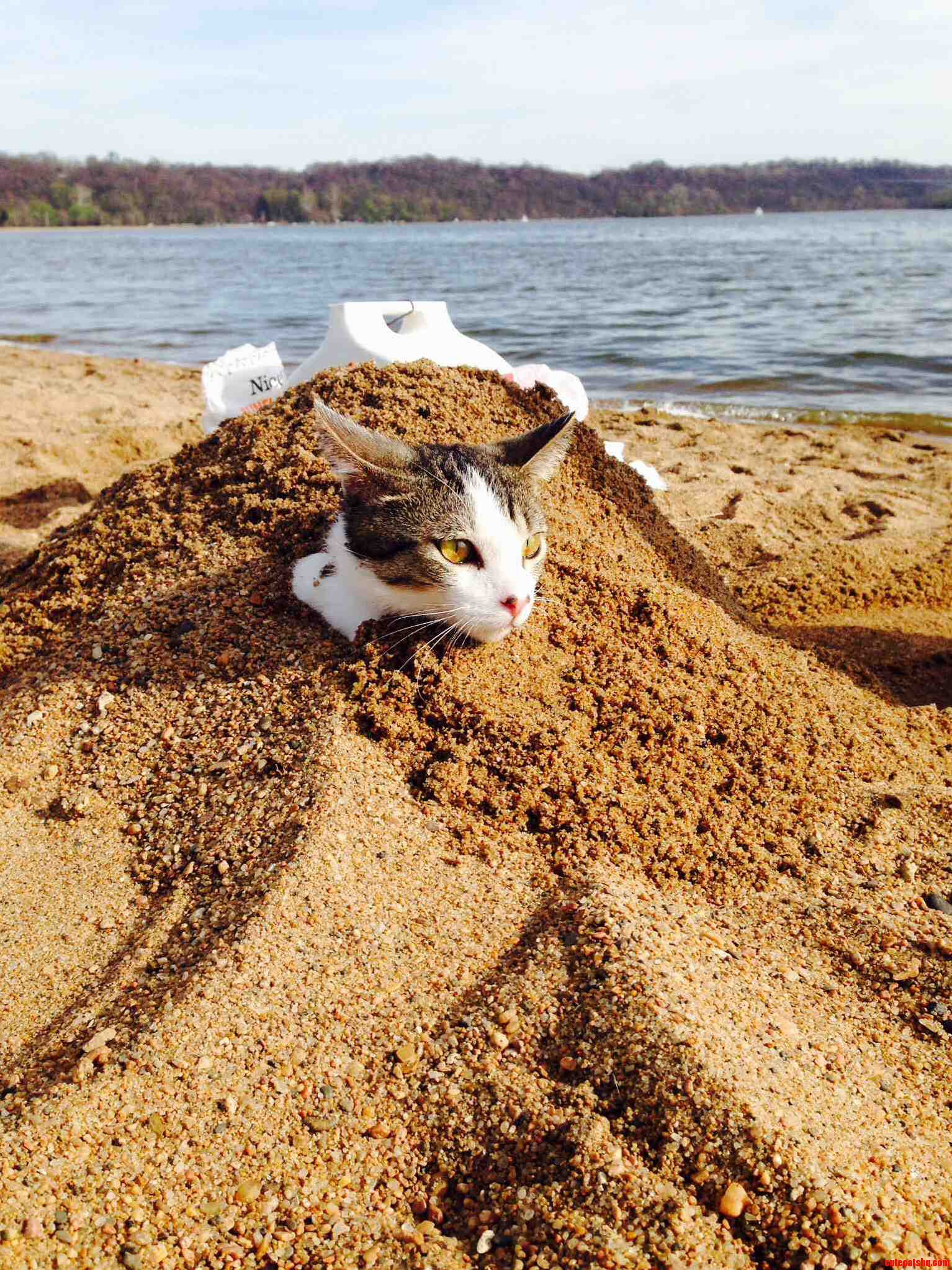 Me and My Bf Took My Cat to the Lake and Buried Him in the Bit Litter Box Lol.