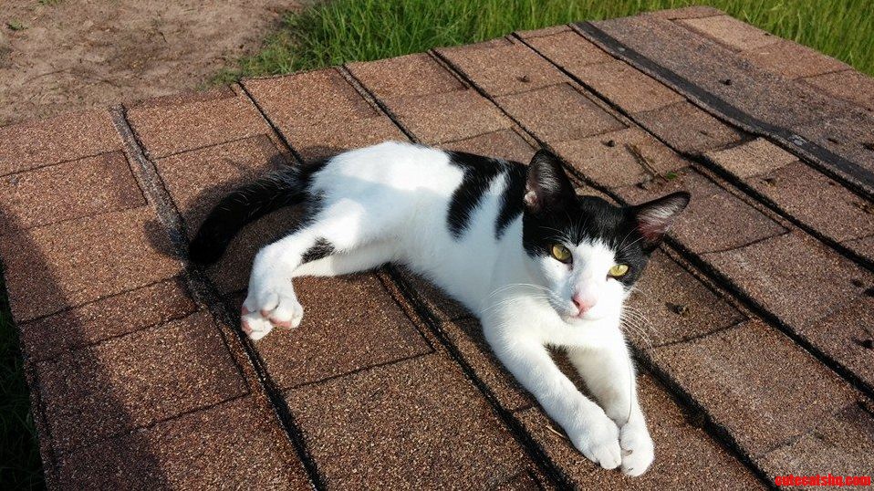 Me-mow My Farm Kitten