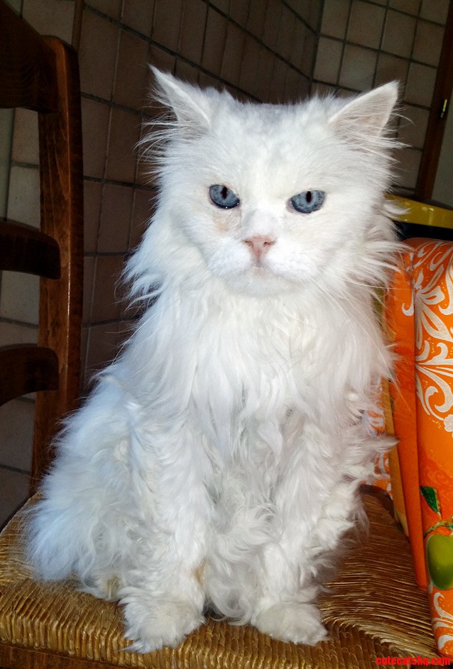 Meet Bumba 18 Years Old Persian Cat Deaf from Birth Happiest Cat in the World