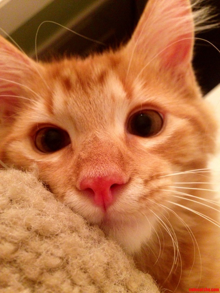 Meet Charlie Hes One Rough and Tumble Little Kitten but Moments Like This Make All of His Shenanigans Worth It