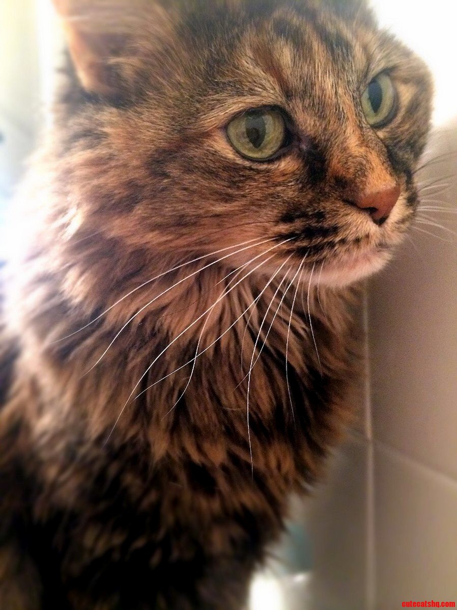 Meet Daisy- My Resident Buzzbomb and Bath Monitor.