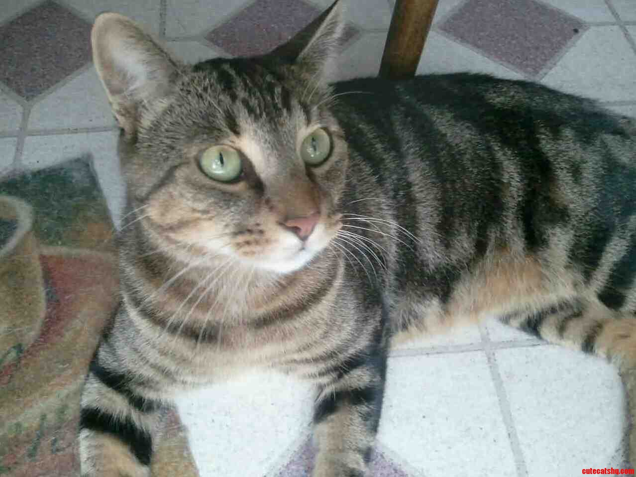 Meet Dobie. He Has a Heart Murmur.