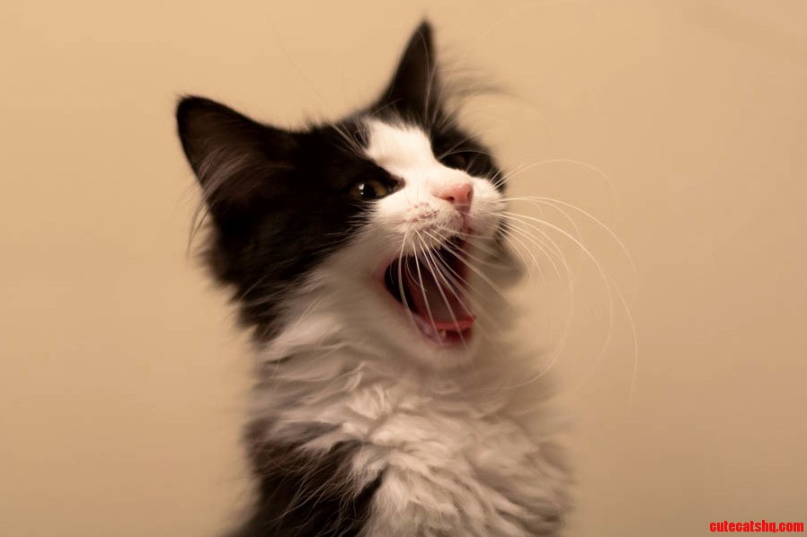 Meet Feathers an Adoptable Ragdoll Kitten I Photographed. Shes a Sweet Little Baby