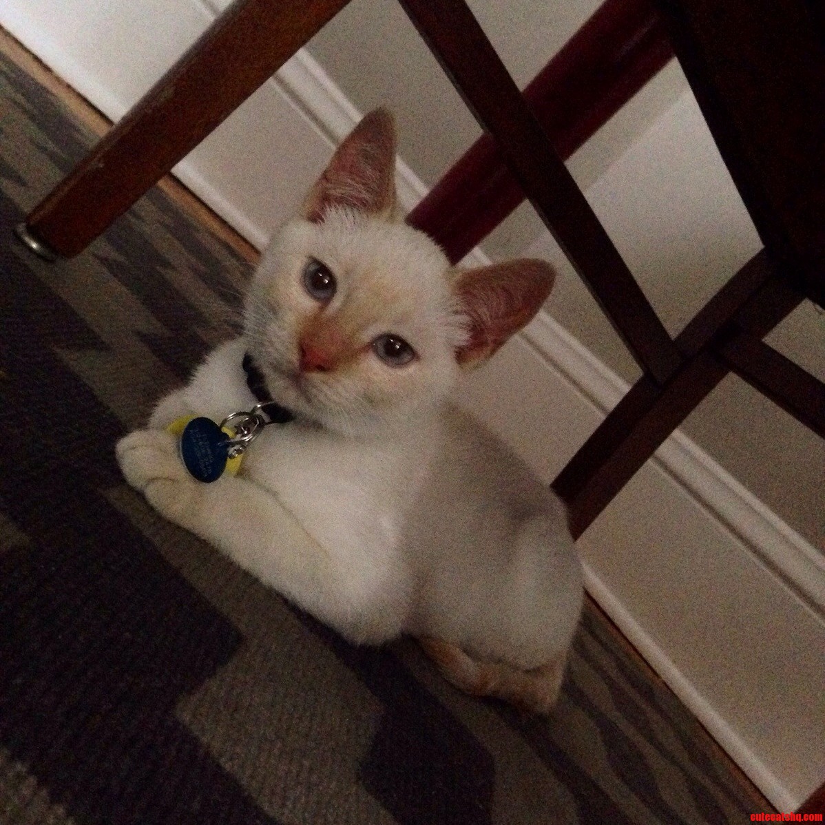 Meet Fergus