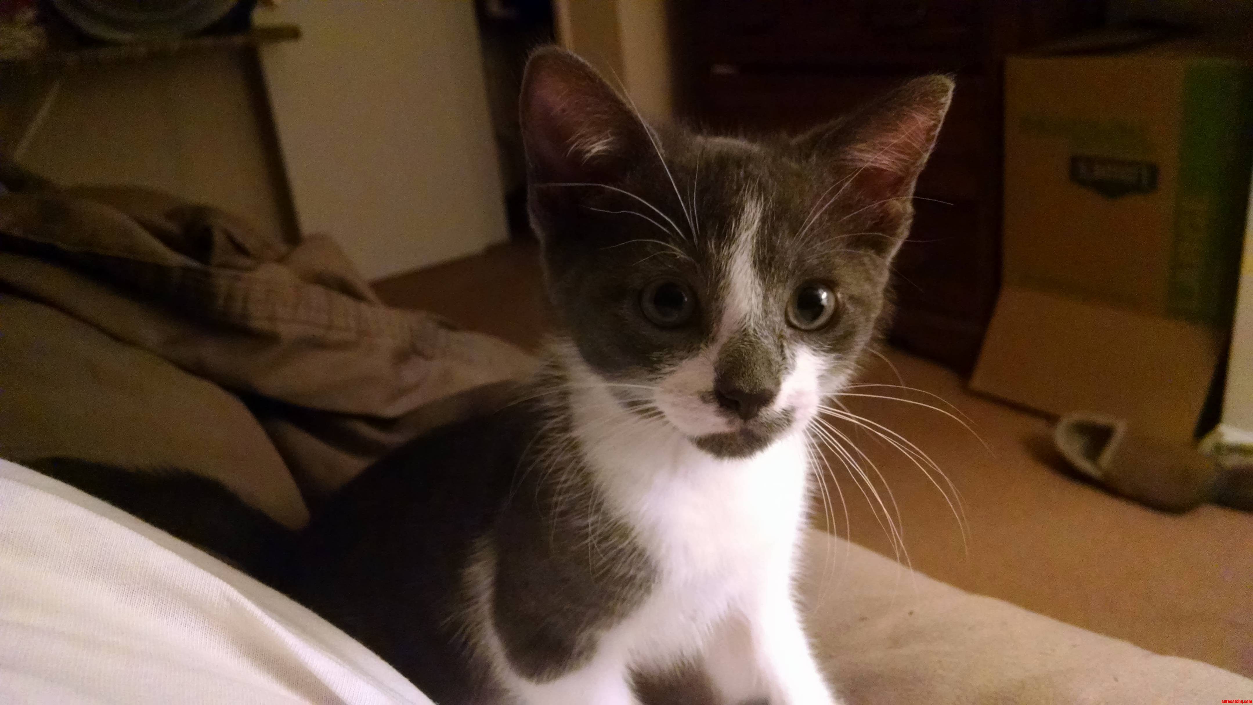 Meet Floyd. 90 Days Old Full of Fleas and the Newest Member of the Family.