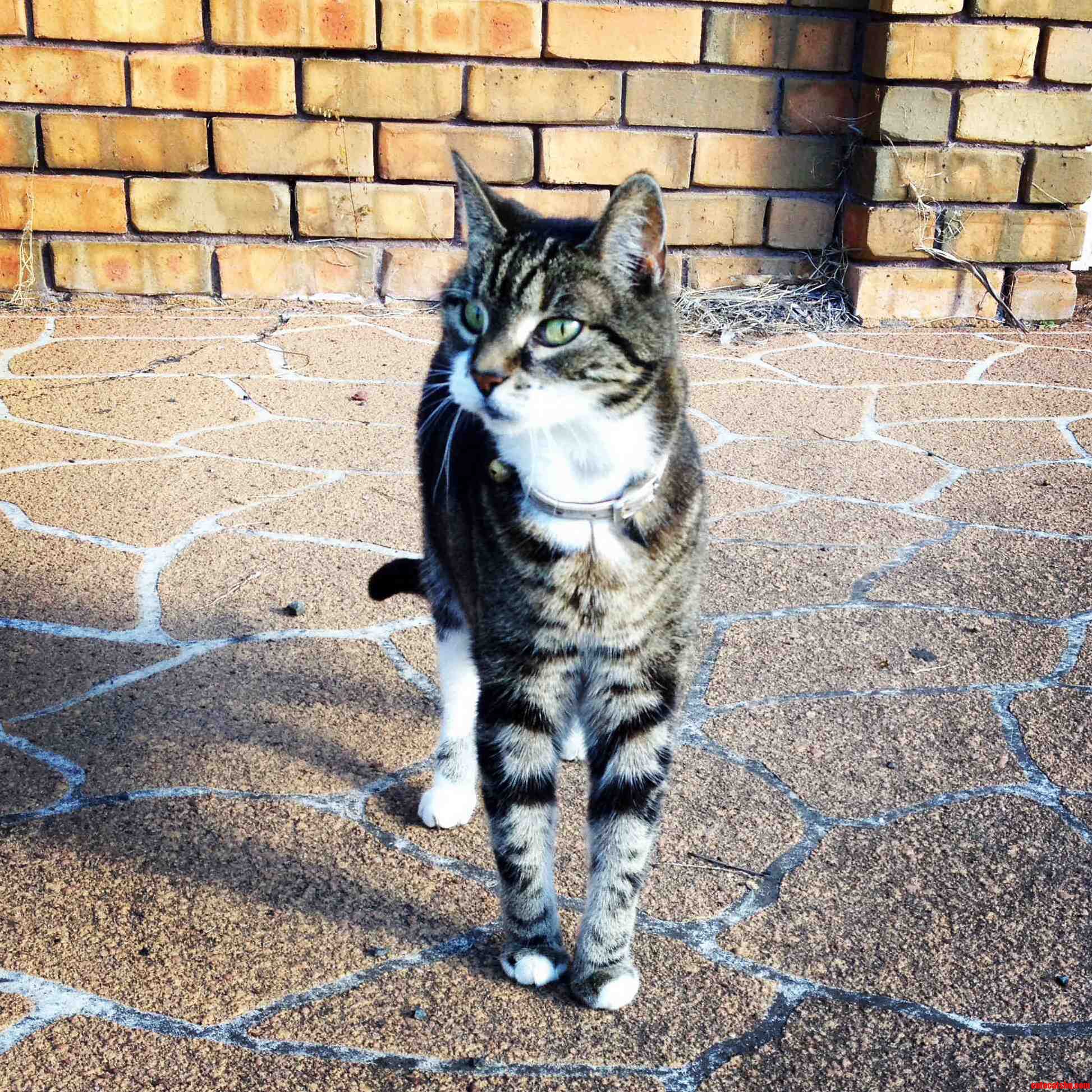 Meet Fluffy. Shes 17 Years Old This Year.