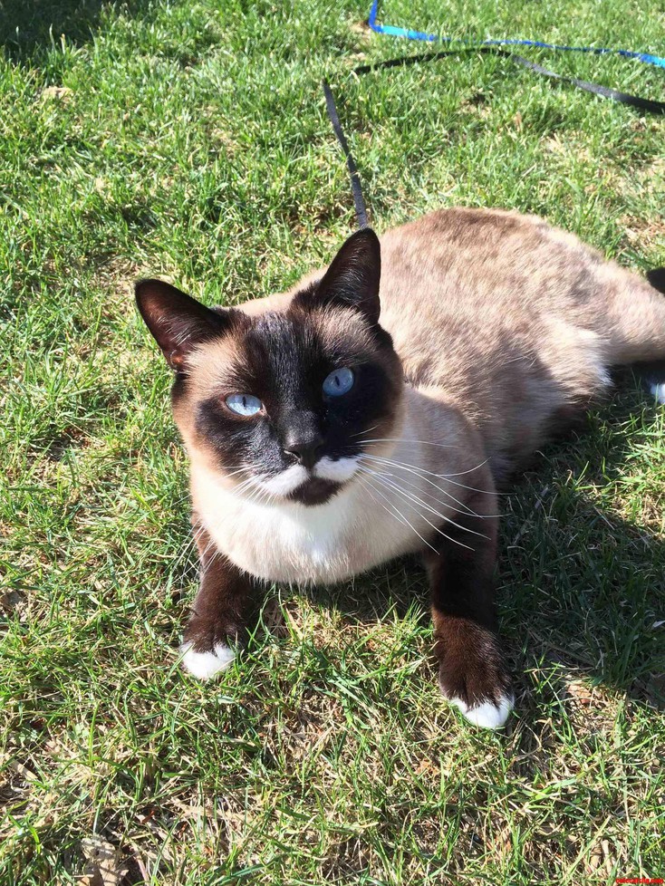 Meet Fu Manchu