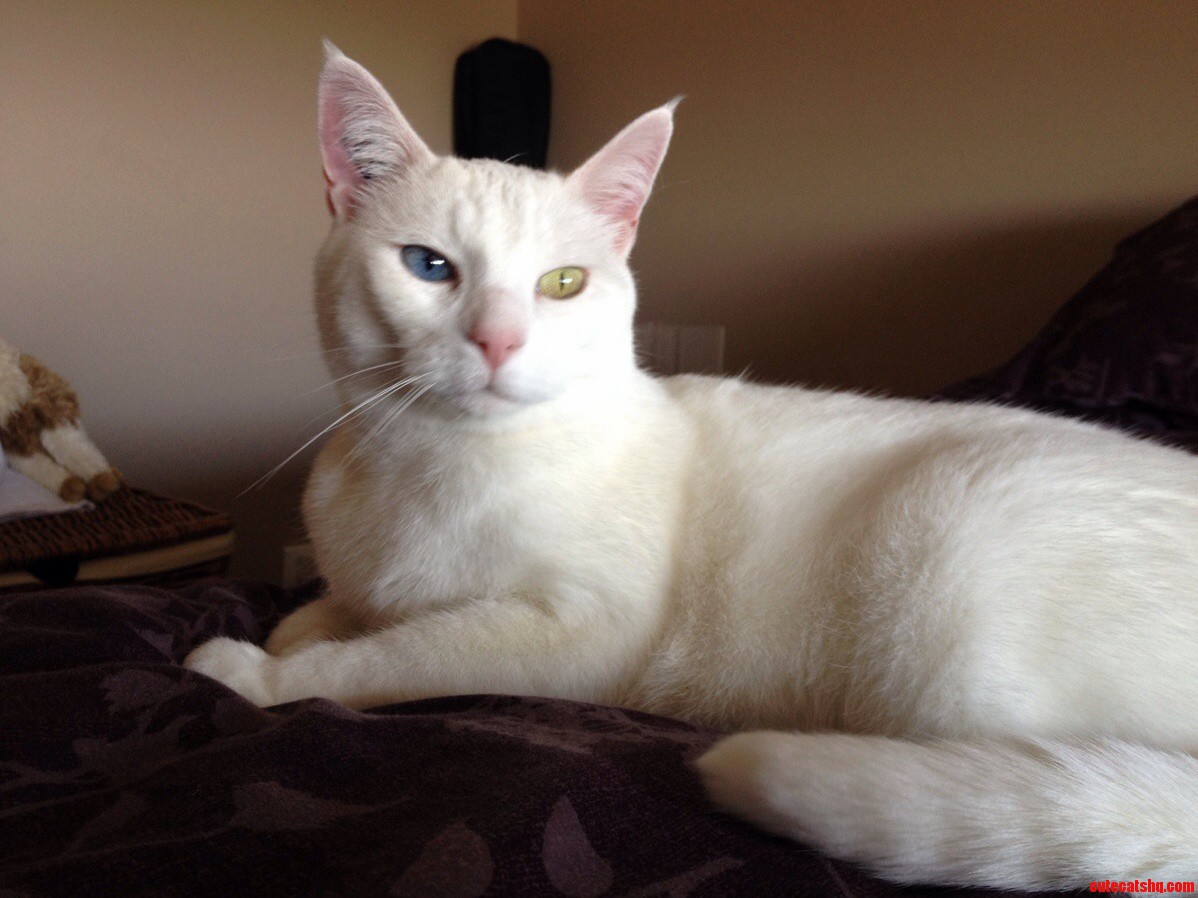 Meet Leeloo Our Newly Adopted Rescue Cat. Shes Such a Beauty