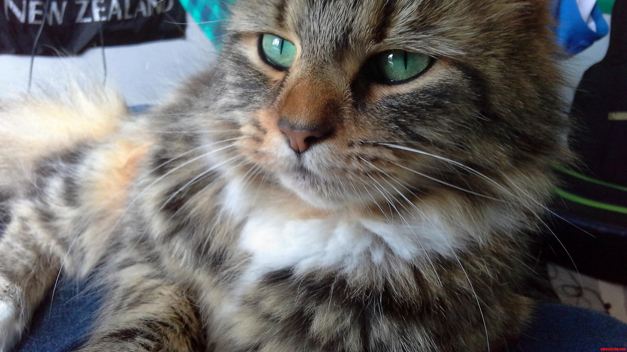 Meet Maddy. Shes Batshit Crazy and Can Be a Little Difficult Sometimes but Shes My Baby.