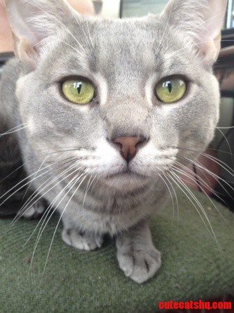 Meet Me Foster Cat Mj