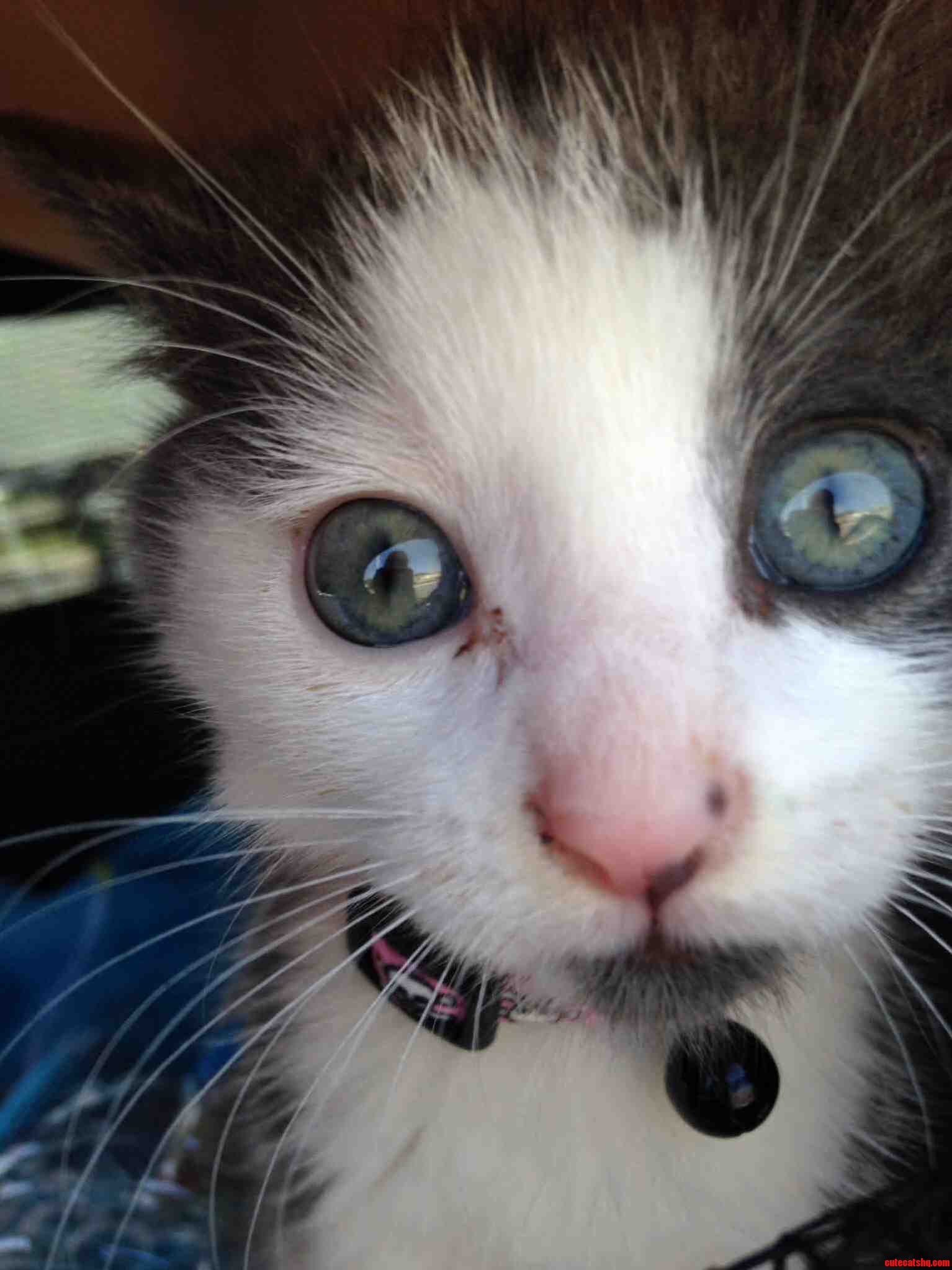 Meet Meep the Punk Rockiest Lil Cutie You Ll Ever See