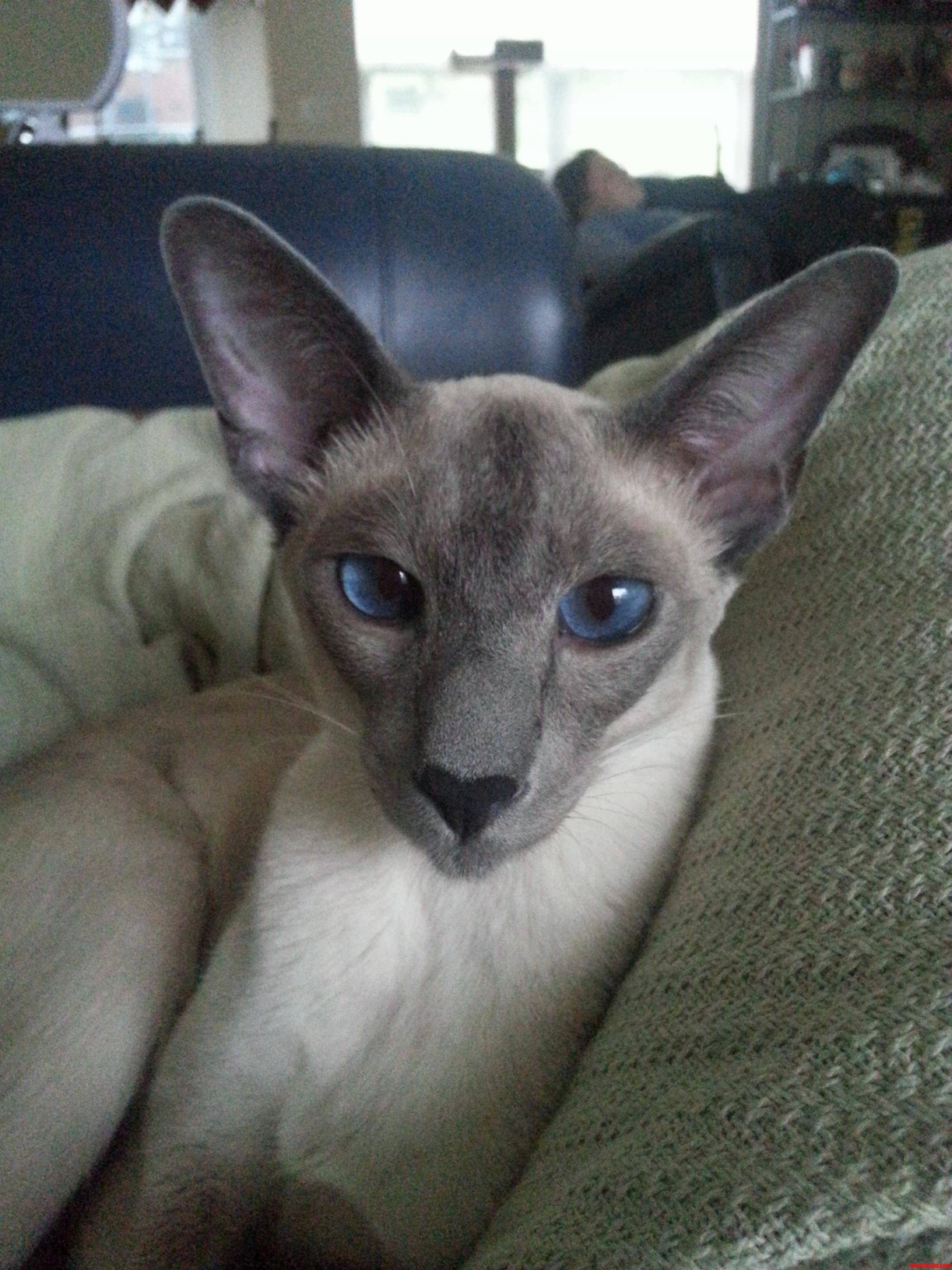 Meet Miko.