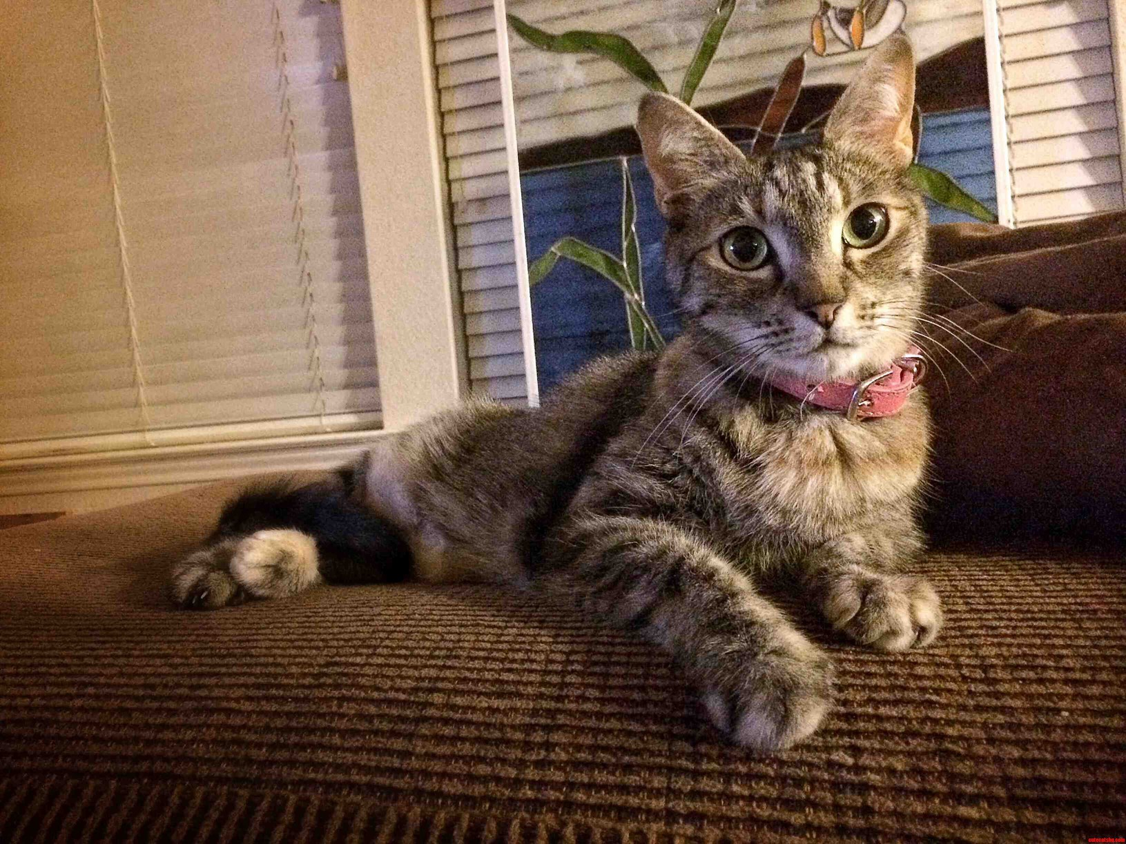 Meet Miss Cleo...she Must Have Been a Model in Her Other Life