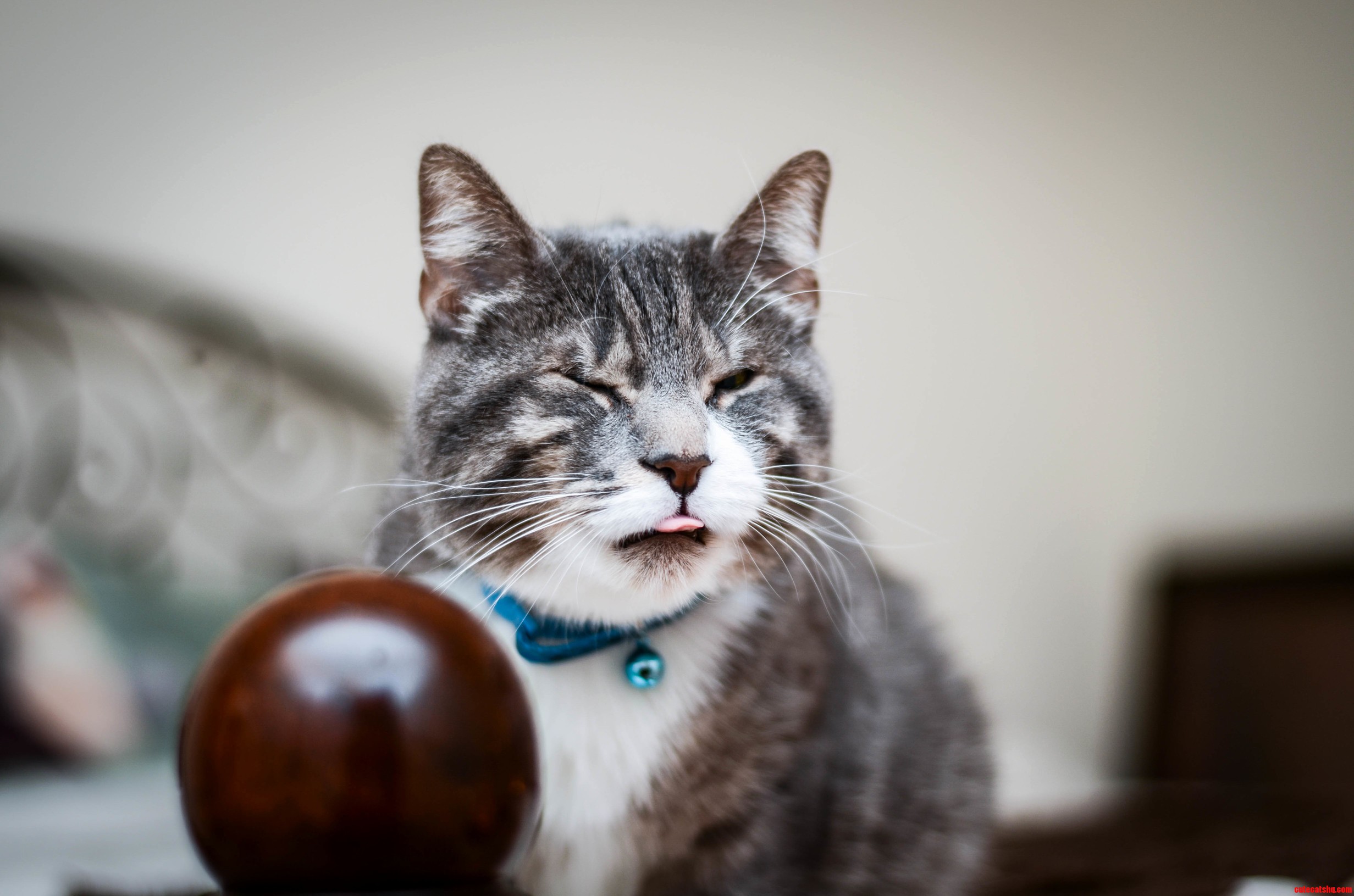Meet My Derpy Man - Peta