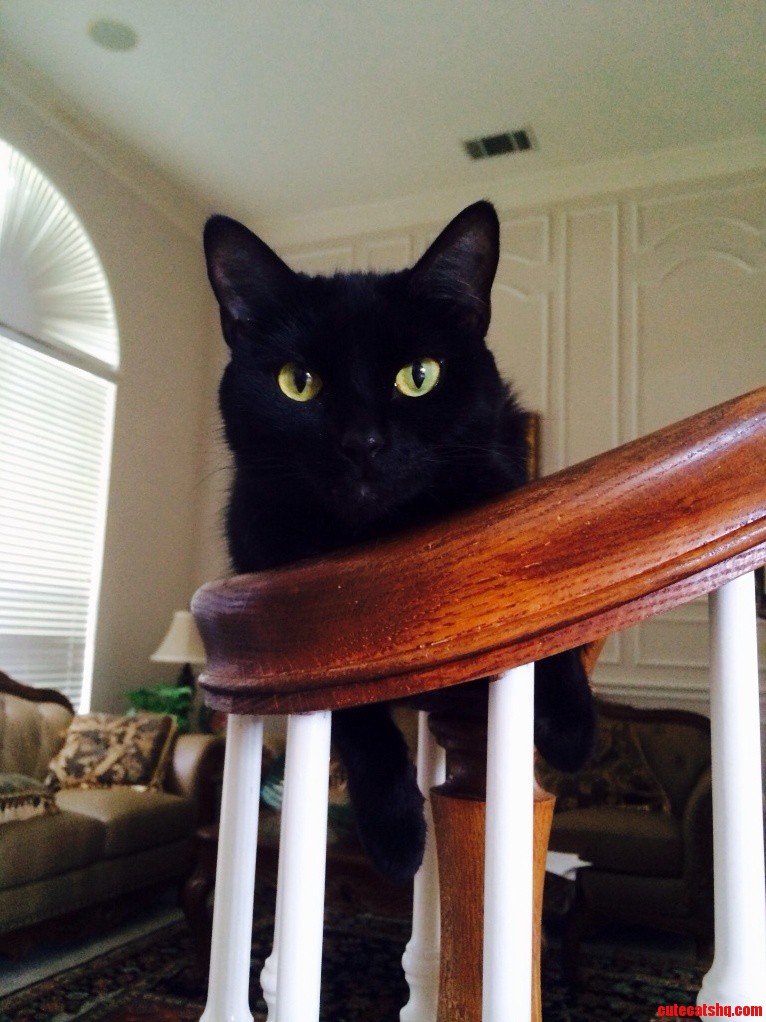 Meet My Feline Friend Salem.