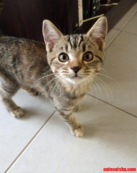 Meet My New Fur-baby Rocket. She Has Slept on My Head Every Night Since I Brought Her Home.