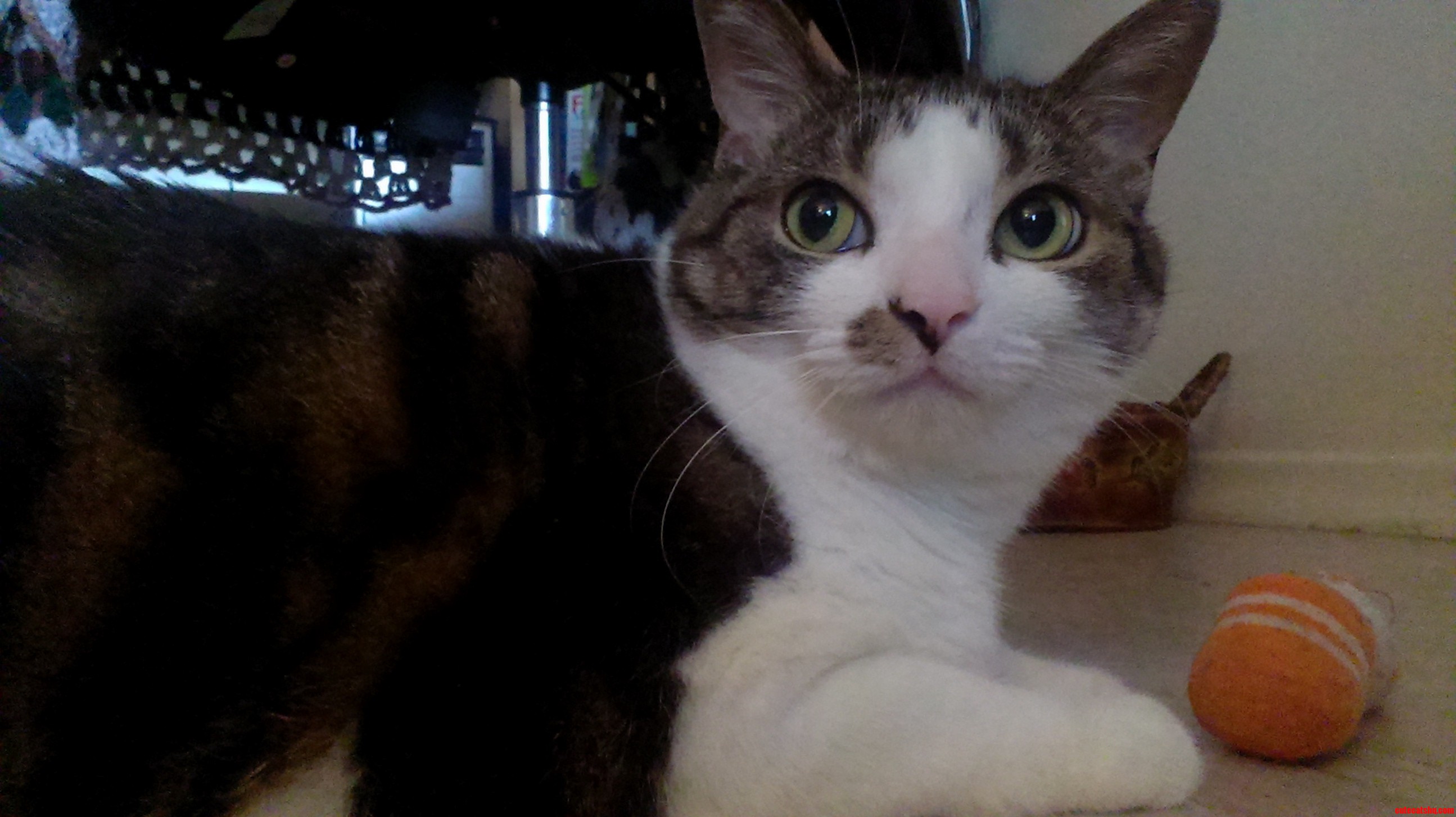 Meet Newcomer Chloe 10 Years Old
