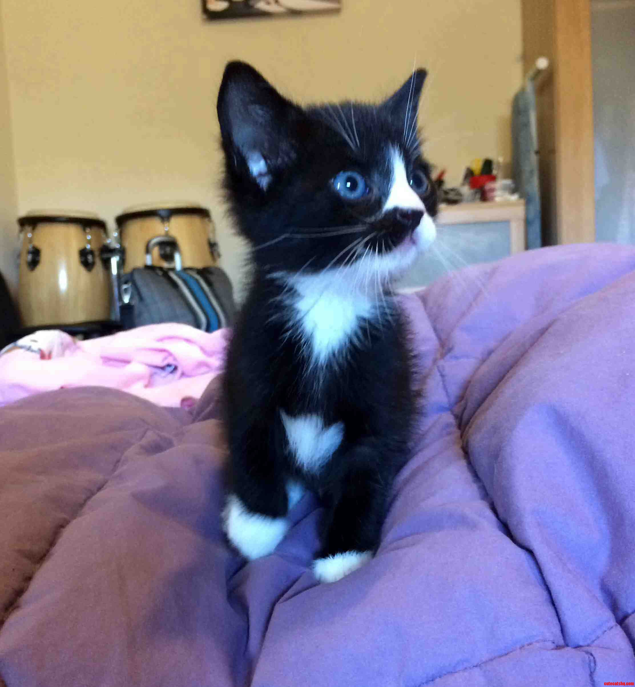 Meet Our New Foster Kitten Buster.