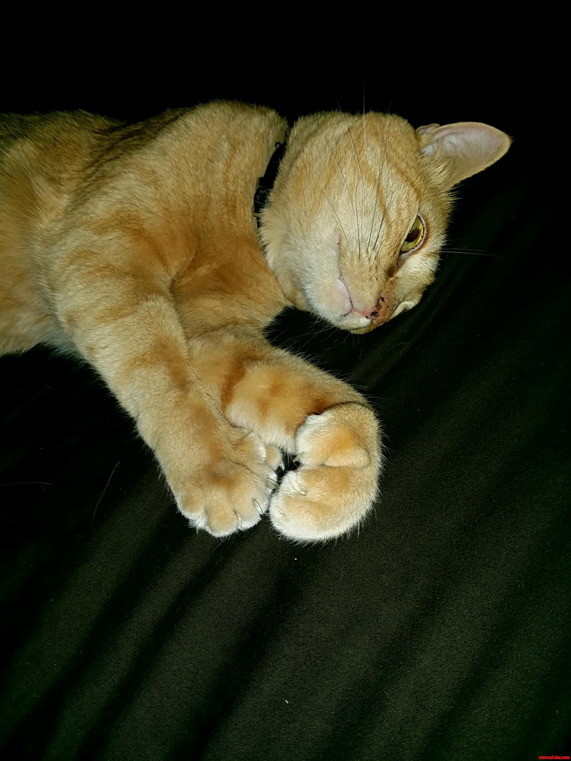 Meet Pippy a Female Orange Tabby with Extra Toes. Shes a Rarity