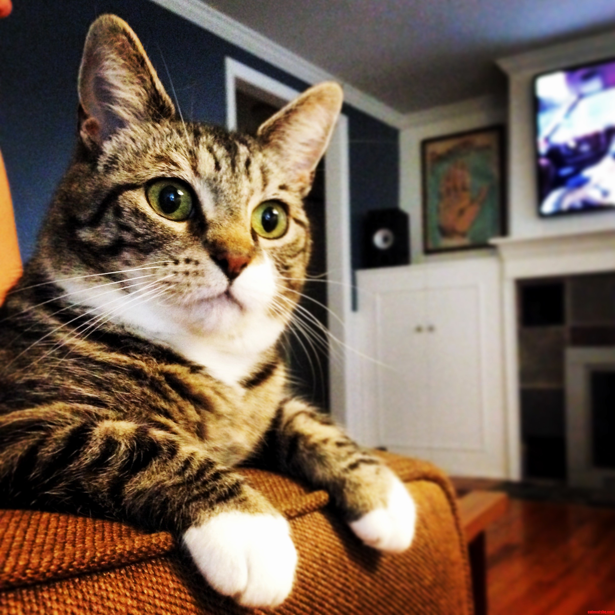 Meet Ribby. She Prefers to Sit This Way on the Couch.