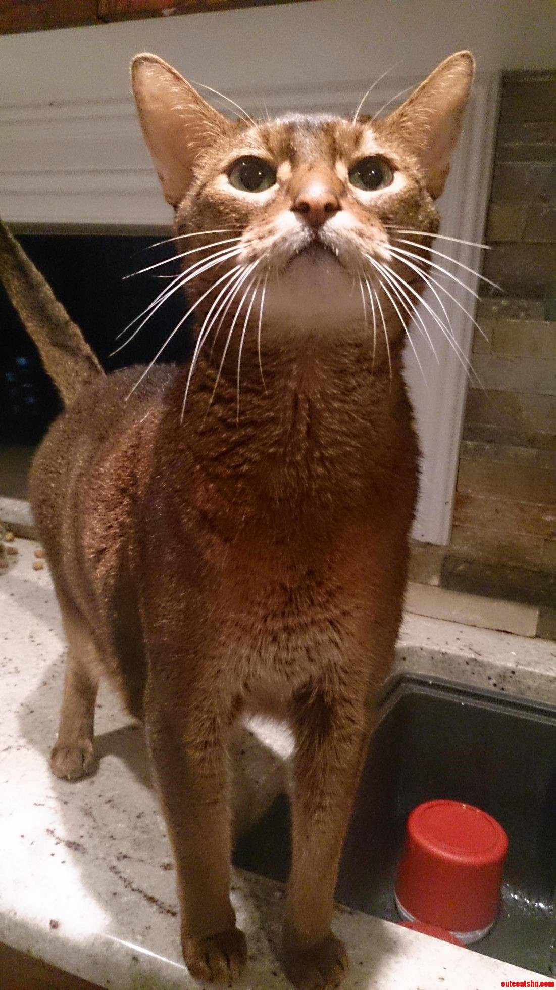 Meet Riley a Gorgeous Abyssinian Cat.