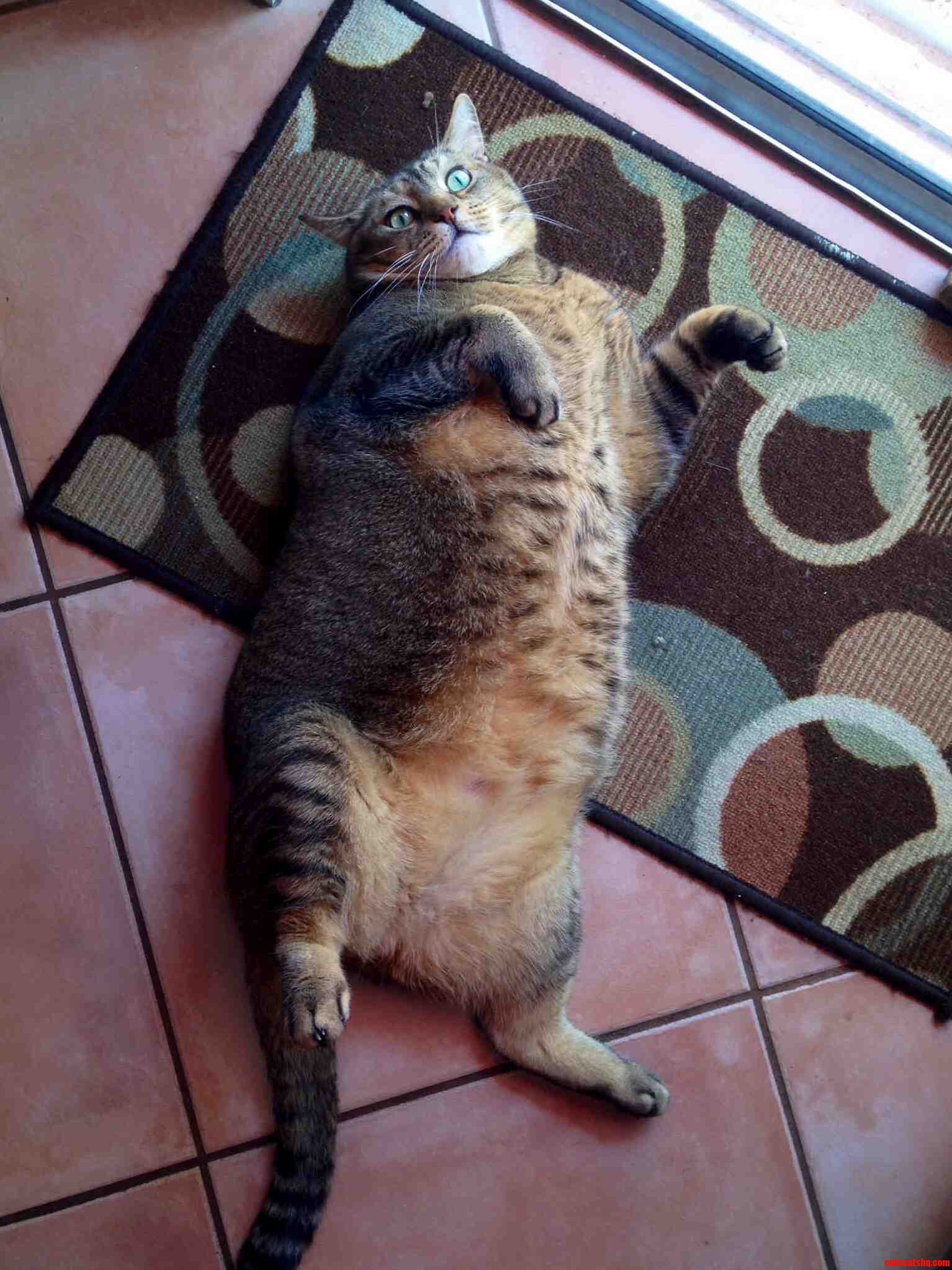 Meet Ron. Hes 22 Pounds of Pure Fluff