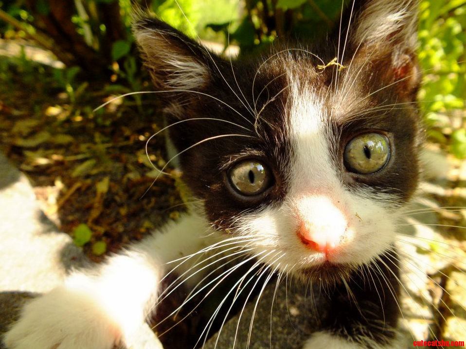 Meet Rory a Very Curious Kitten.