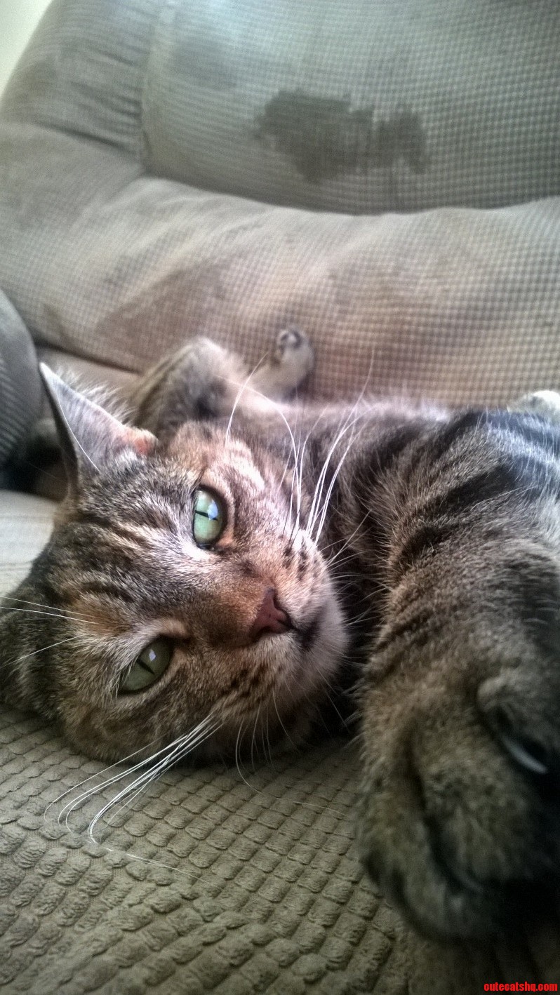 Meet Saffron