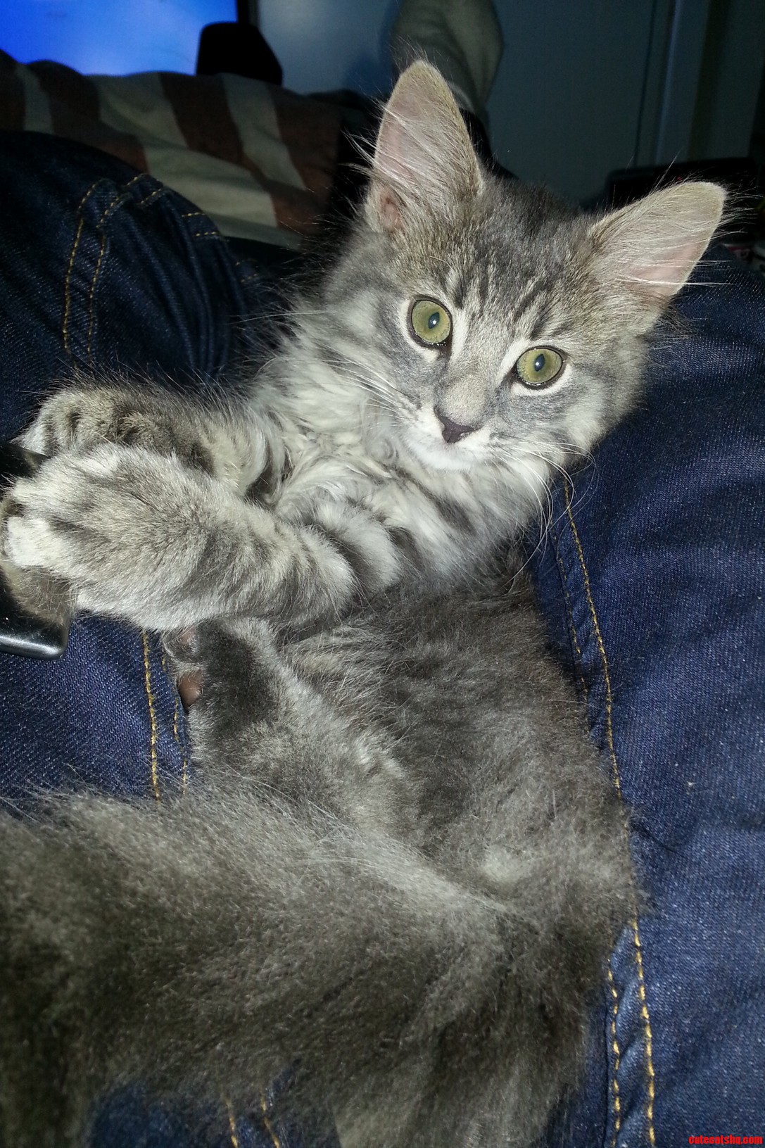 Meet Satan. My New Kitten.