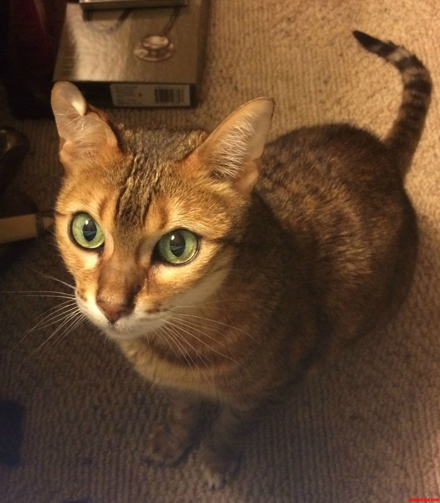 Meet Sheba I Call Her Marble Eyes