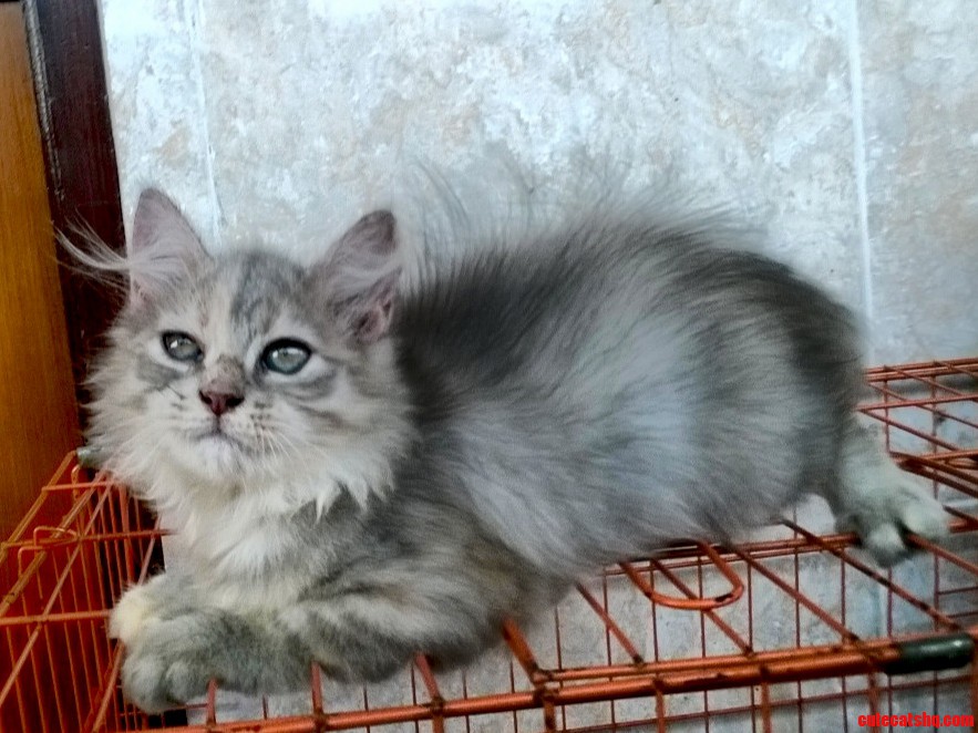 Meet Silvurrr