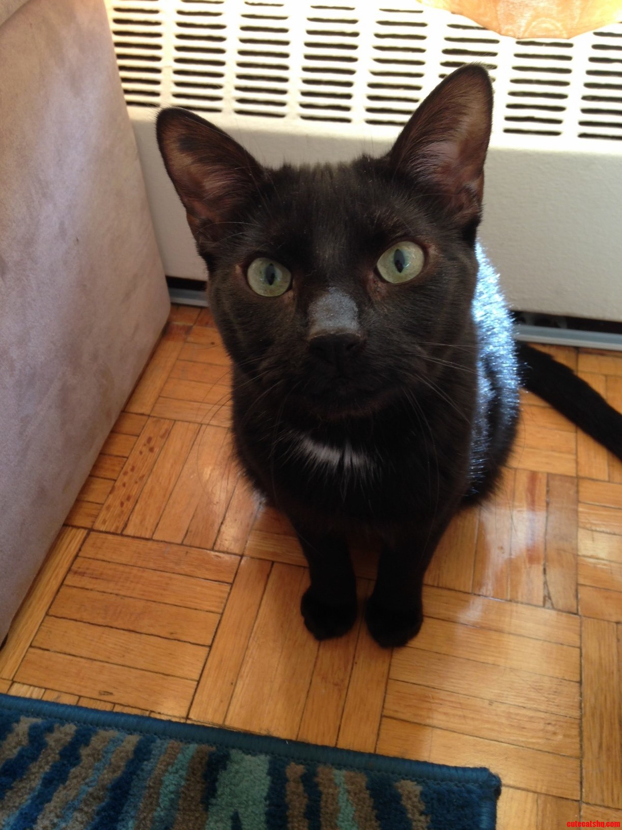 Meet Stringer. He Loves Having His Picture Taken.