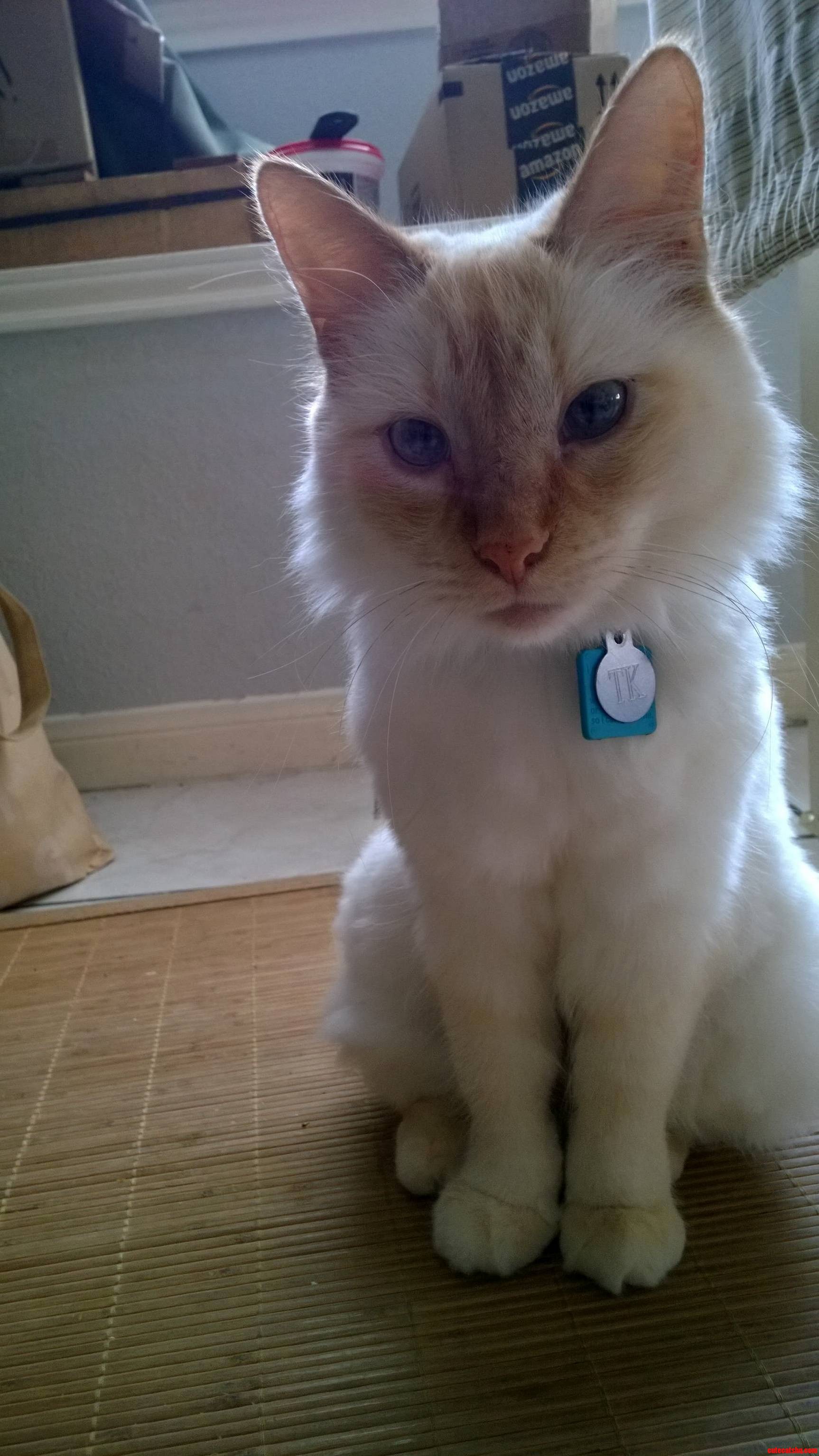 Meet the Oh-so-slightly Cross-eyed Kitty Love of My Life