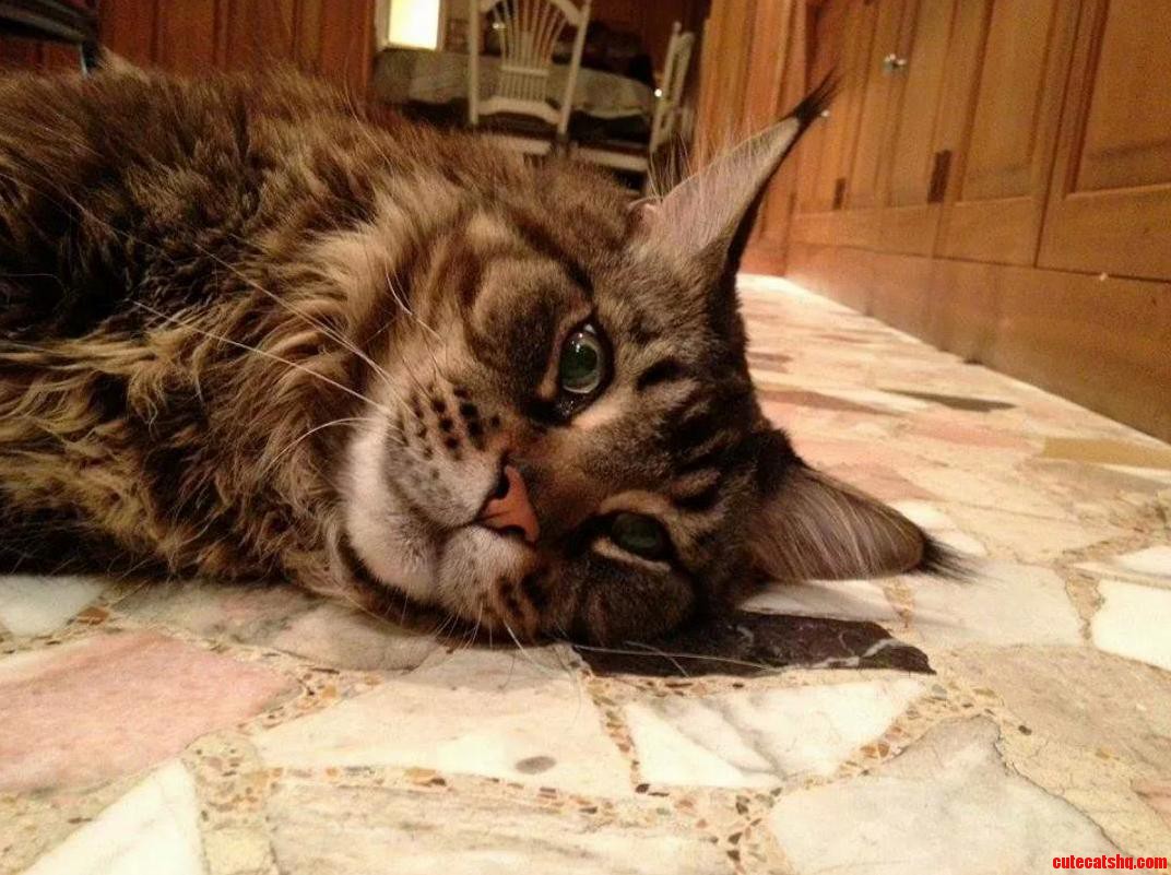 Meet Tiberias a Friends Majestic Cat.