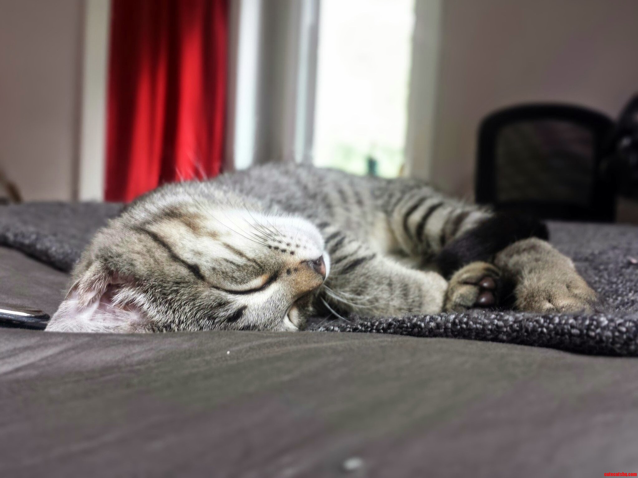 Meet Widget